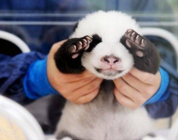 Imagenes osos panda