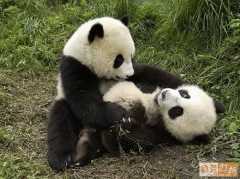 imagenes ositos pandas