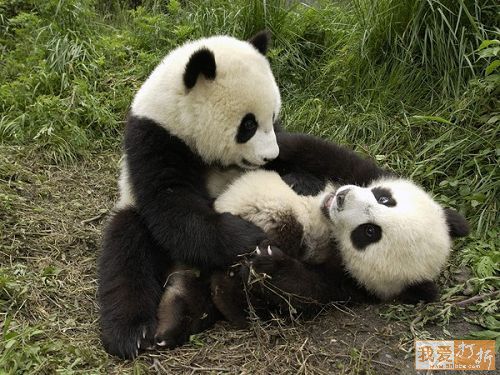 imagenes ositos pandas Osos Panda