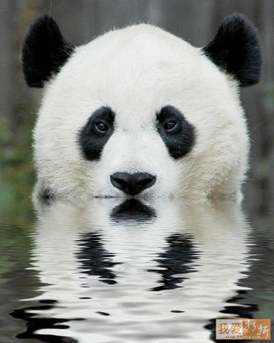 Osos Pandas Bañandose