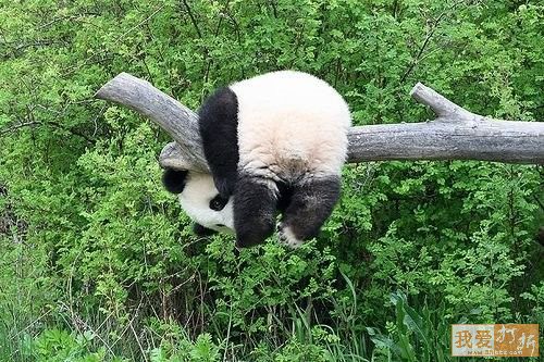 Oso panda jugando