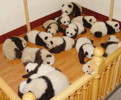 Ositos Panda