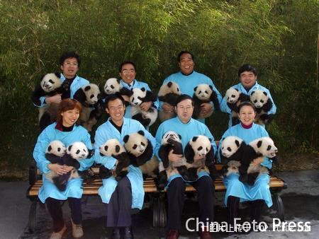 imagenes ositos pandas