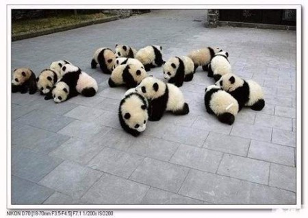 imagenes osos pandas