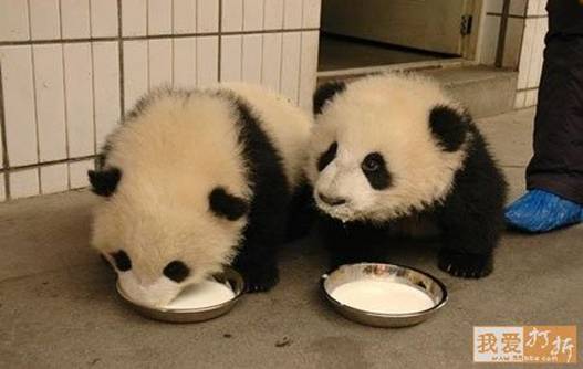 imagenes ositos pandas