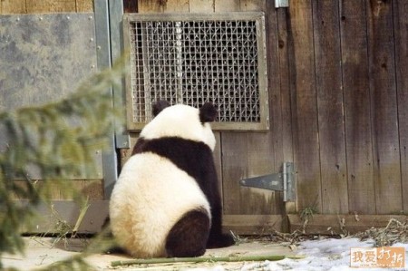 fotos osos pandas