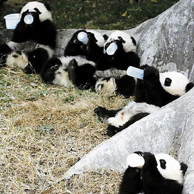 imagenes osos panda_ ositos panda tomando biberon