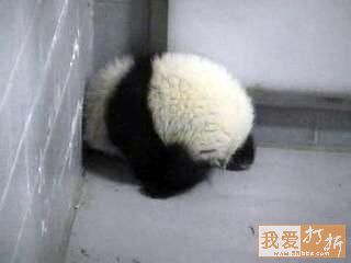 foto imagenes osos pandas