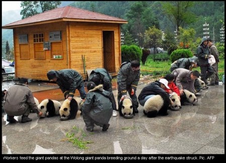 fotos osos pandas imagenes