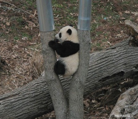 imagenes de osos pandas fotos
