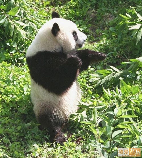 fotos osos pandas imagenes