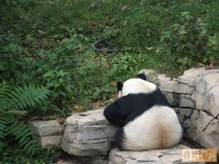 imagenes osos pandas de espalda