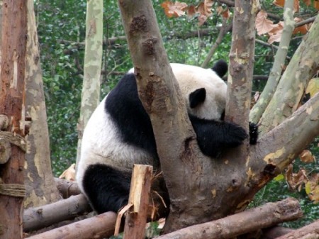 fotos osos pandas durmiendo siesta imagenes imajenes