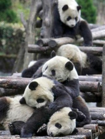 fotografias fotos osos pandas imagenes fotografías imajenes