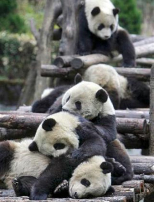 fotografias fotos osos pandas imagenes fotografías imajenes  Imágen osos pandas cansados - foto