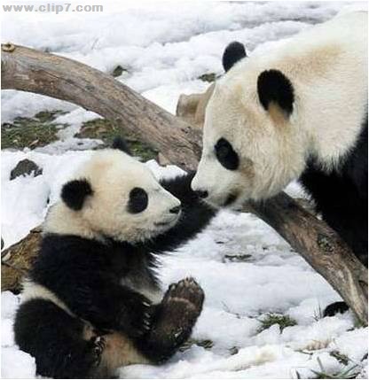 Imagenes osos panda