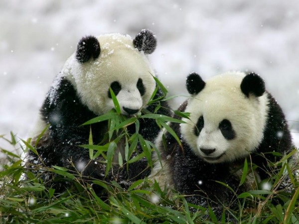 Fotografía osos panda