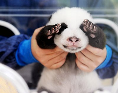 Imagenes osos pandas bebes