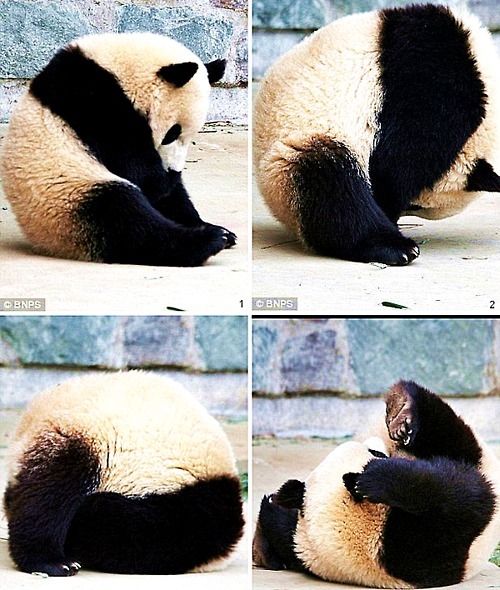 osito panda cansado  Osito panda con mucho sueño!