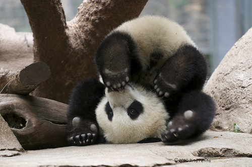 Imagen tierna oso panda