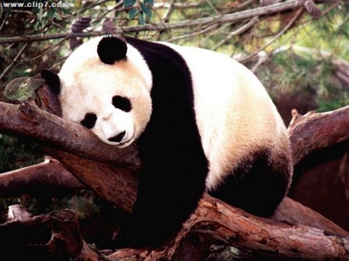 imágen oso panda