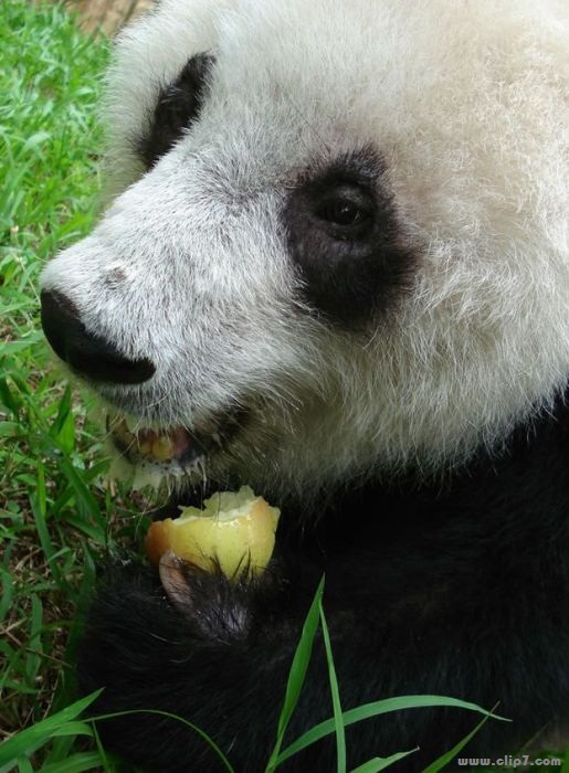 imágen oso panda
