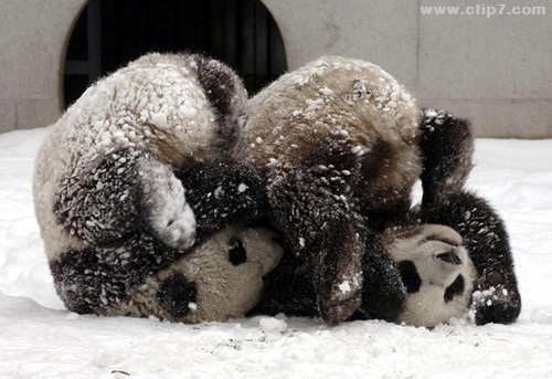 imagenes osos panda jugando en la nieve