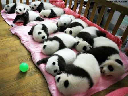 Imágenes ositos panda bebés tomando la siestas