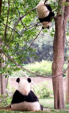 fotografía oso panda