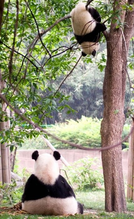fotografía oso panda