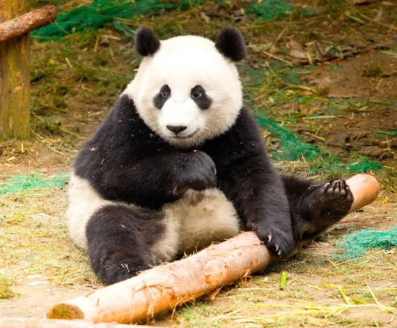 imágen oso panda