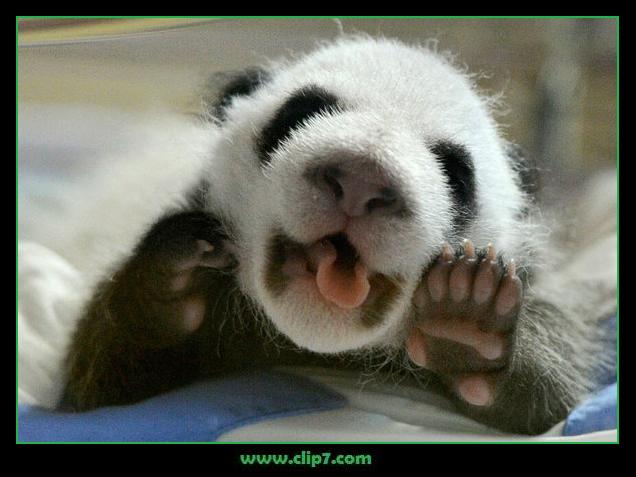 imágen oso panda bebé