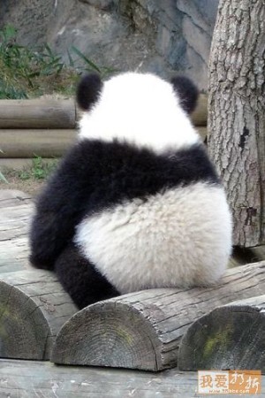 Fotografía oso panda de espalda