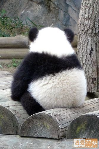 Fotografía oso panda de espalda