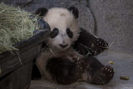 Imagen osito panda sucio