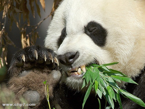 Imagen oso panda comiendo