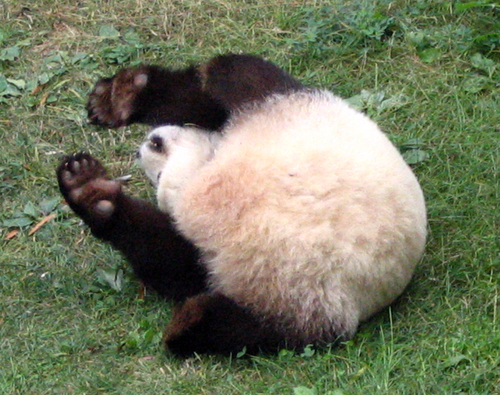 Imagenes osos pandas