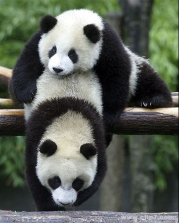Imágenes osos panda