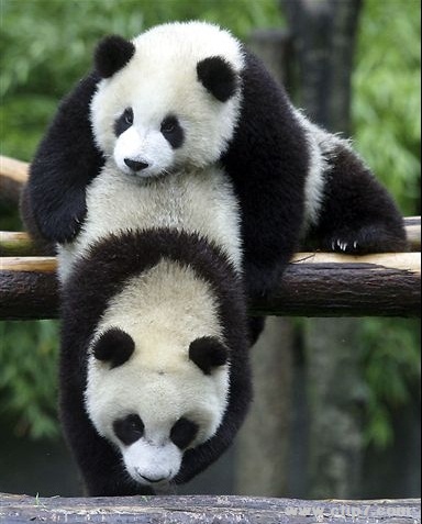 imagenes de osos panda