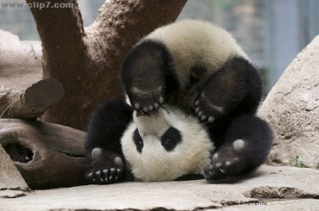 Foto oso panda patas para arriba