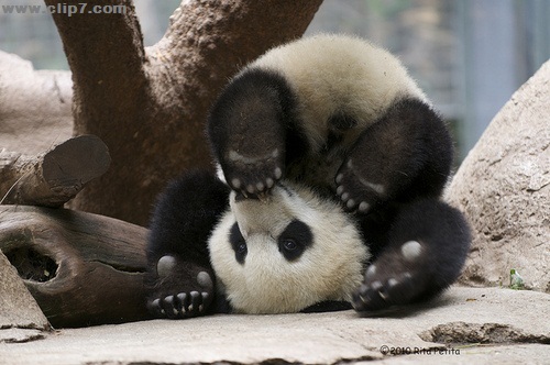 Foto osito panda patas para arriba