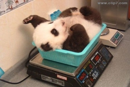 Imagen osito panda en control de peso