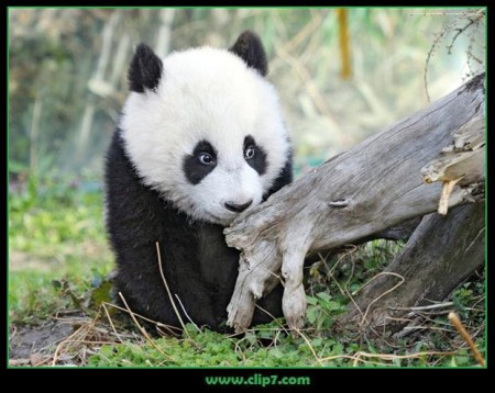 Fotografias osos pandas