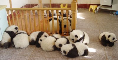 Ositos panda durmiendo siesta