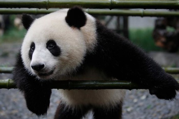 Imagen oso panda