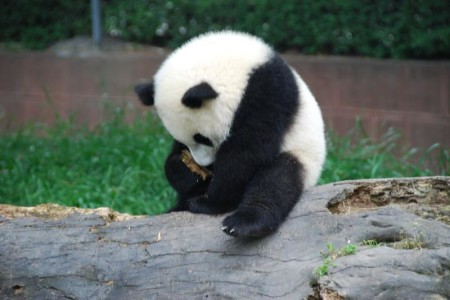 Fotografia osito panda avergonzado
