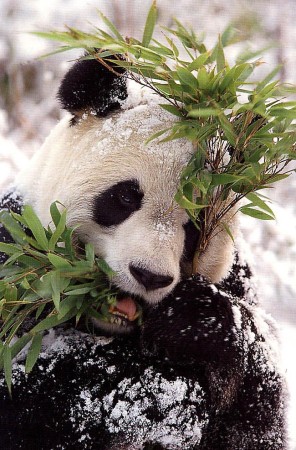 Fotografia oso panda