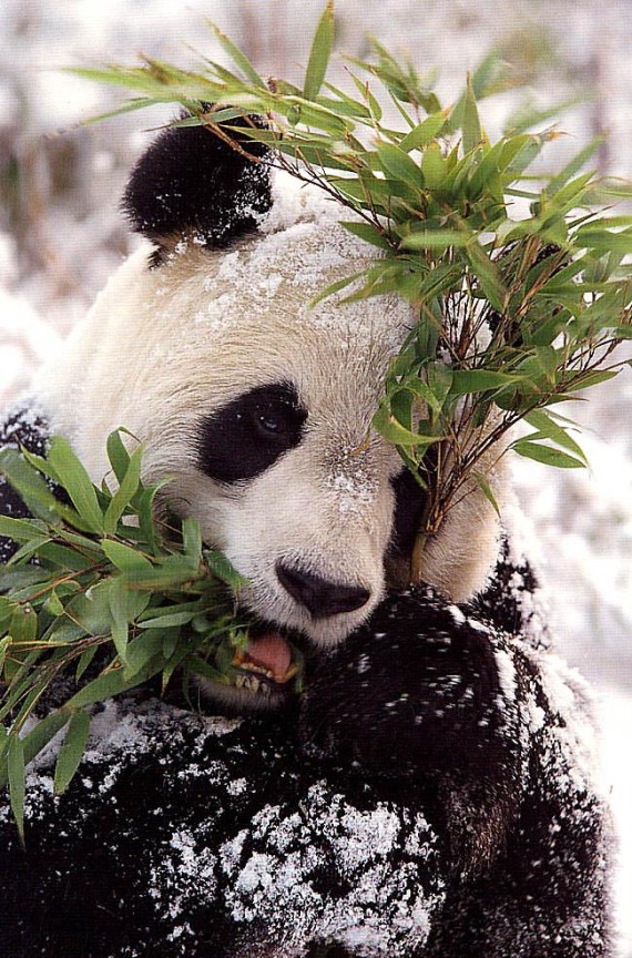 Fotografia oso panda comiendo en la nieve 