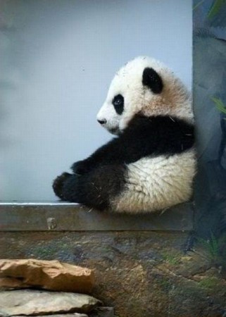 Fotografia osito panda melancolico