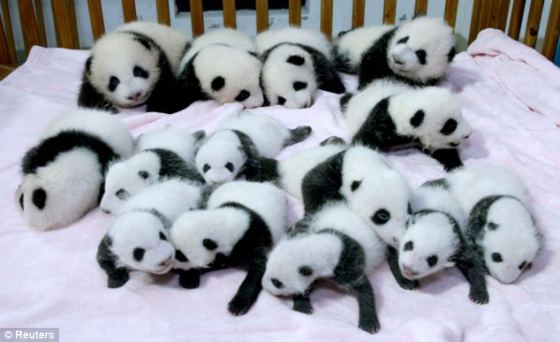 Fotografia ositos panda bebes en guarderia